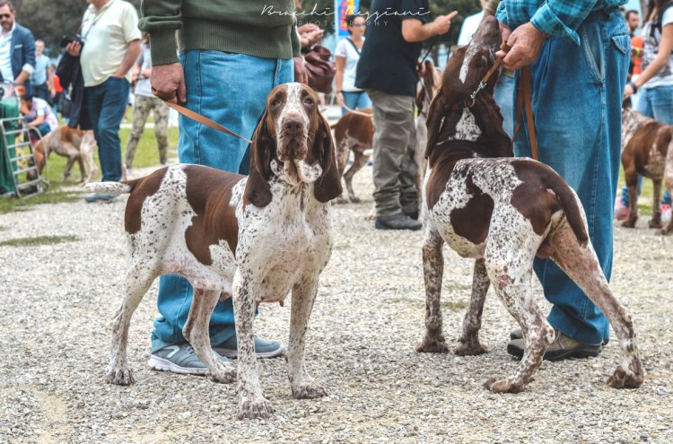 bracchi italiani roano marrone esposizione