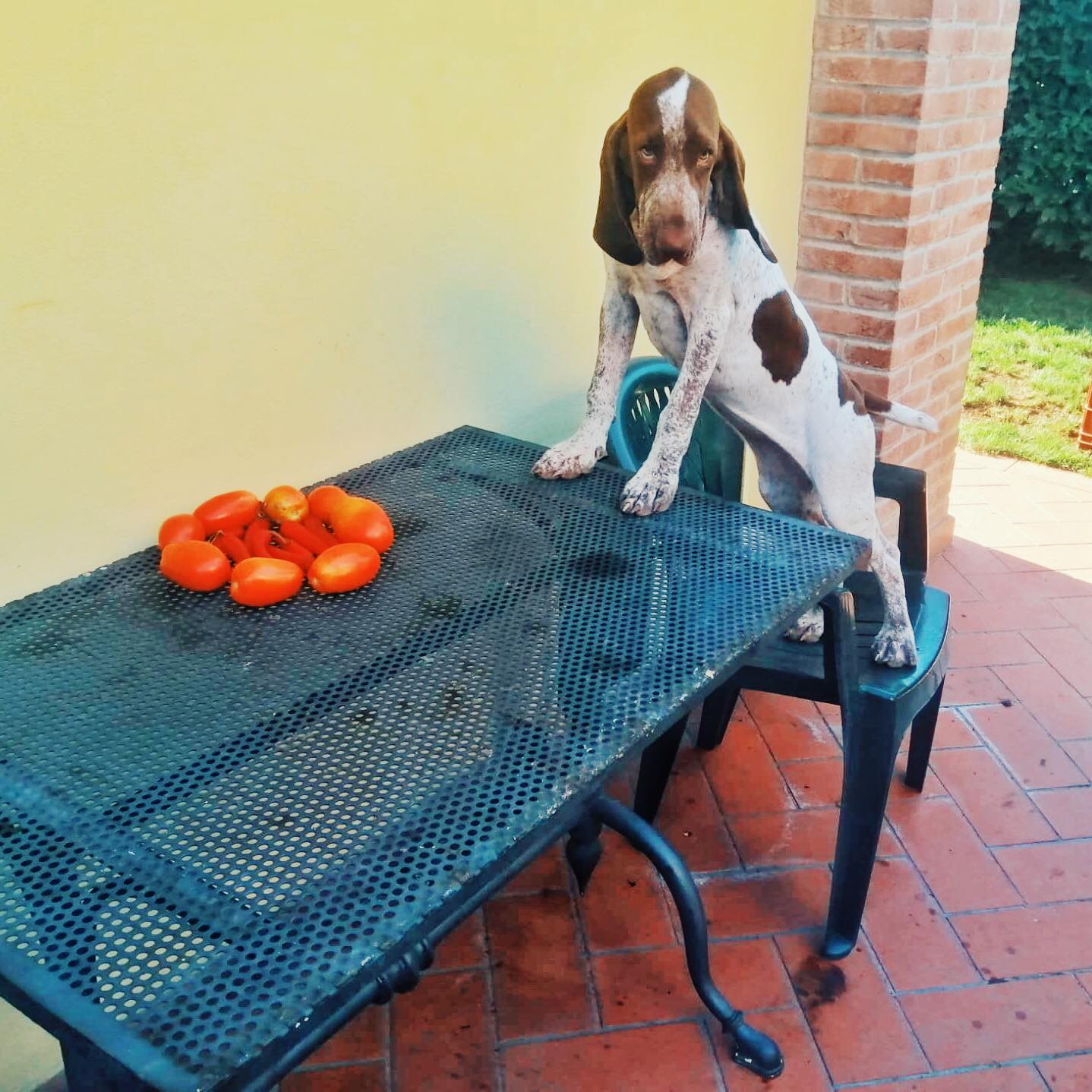 cucciolo bracco italiano cascina laghetto
