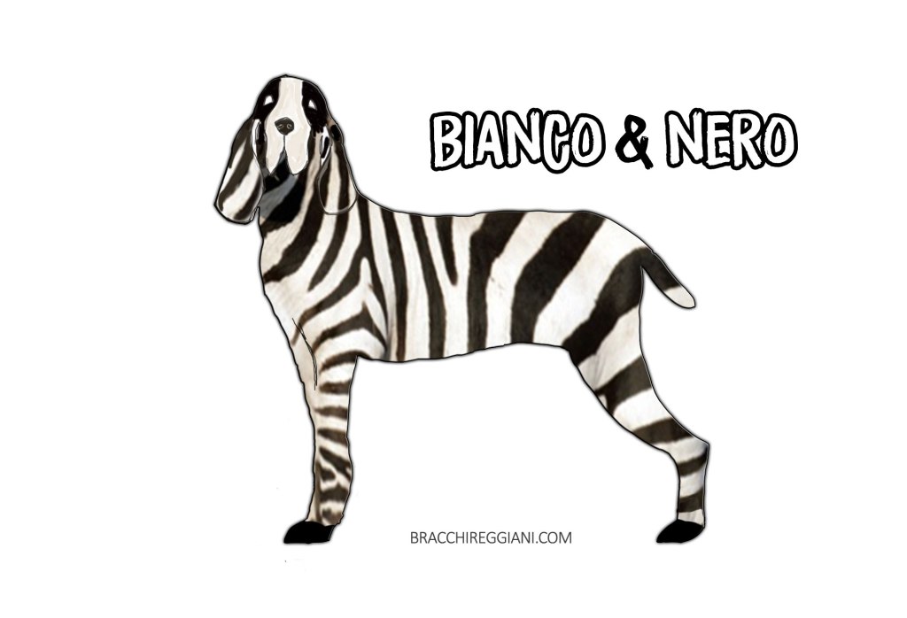 bracco italiano colore bianco e nero standard