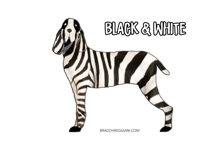 bracco italiano black and white colour standard