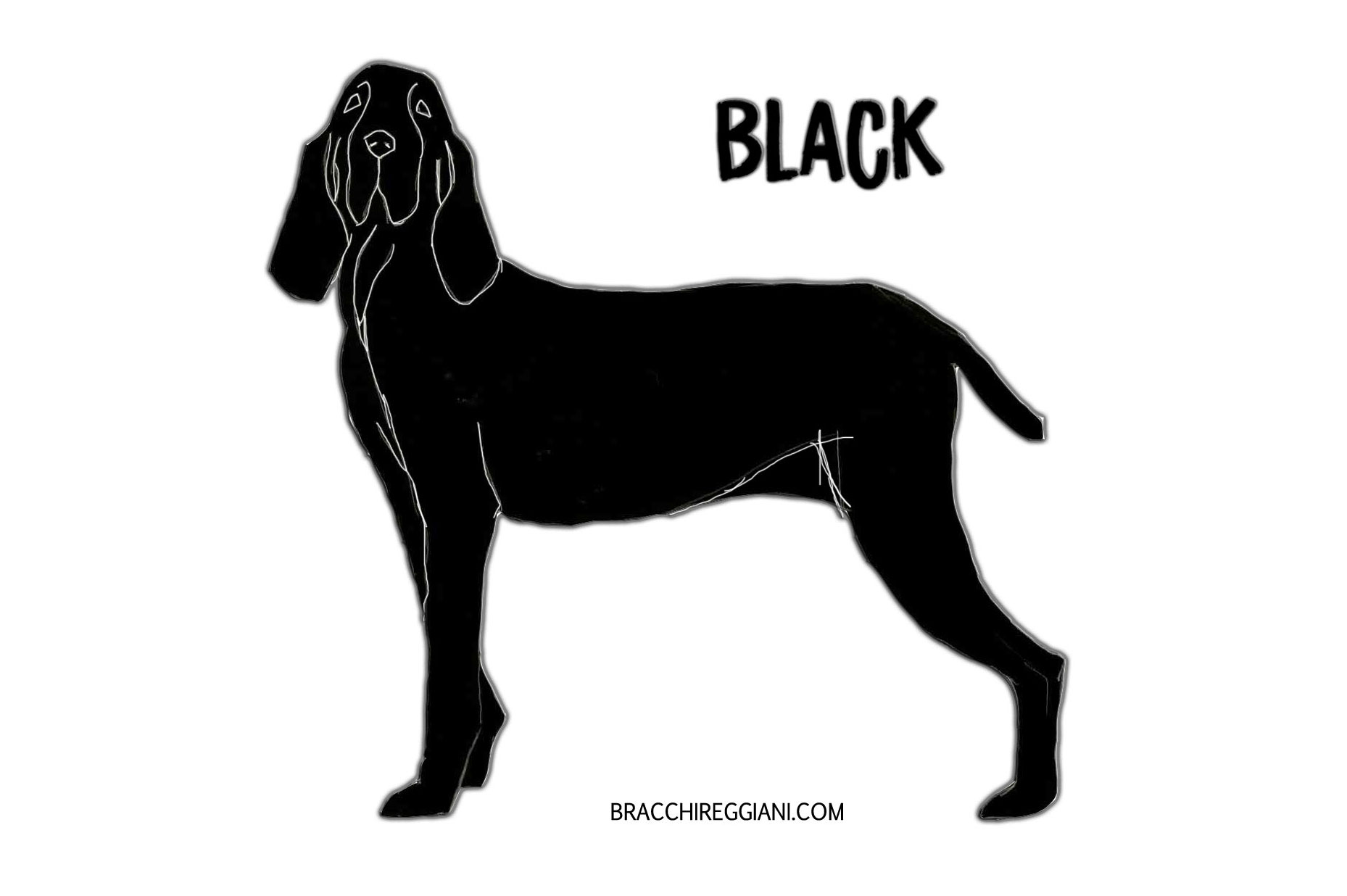 bracco italiano colour black standard