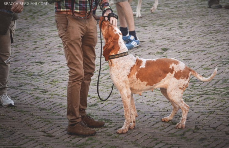 bracco italiano coda lunga