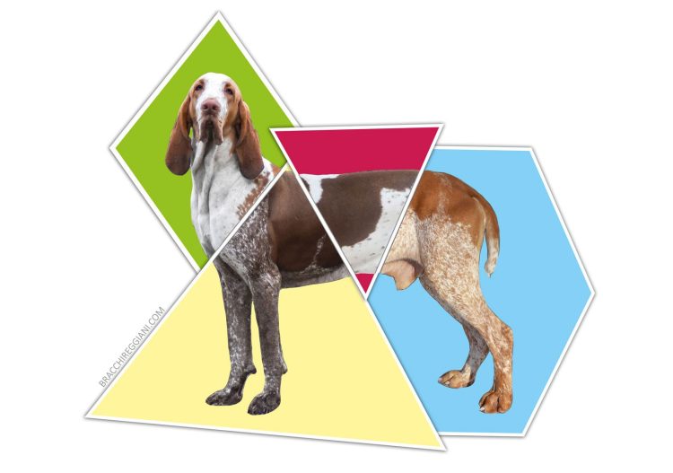 colore mantello bracco italiano roano marrone bianco arancio