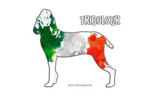 bracco italiano coat colour tricolour standard