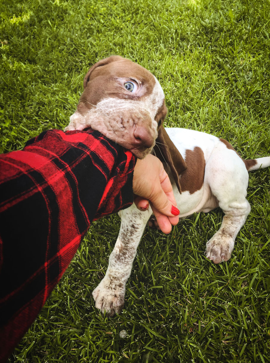 cucciolo bracco italiano