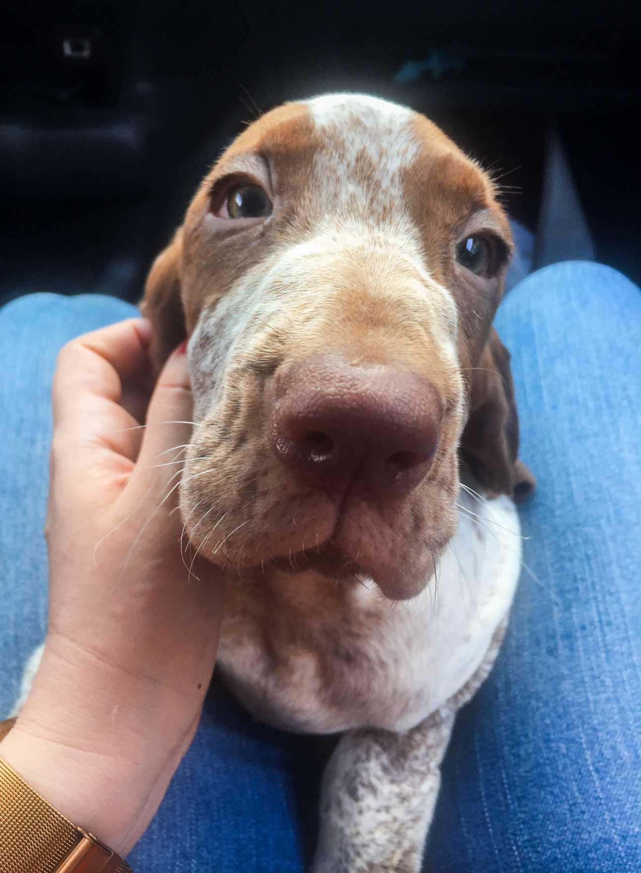 cucciolo macchina bracco