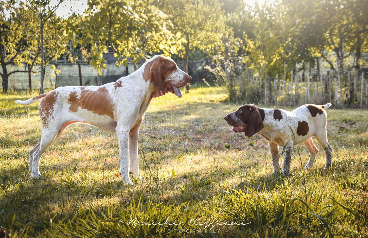 bracco italiano roano bianco arancio