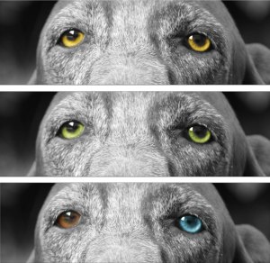 occhi gazzuoli bracco italiano colore occhi standard