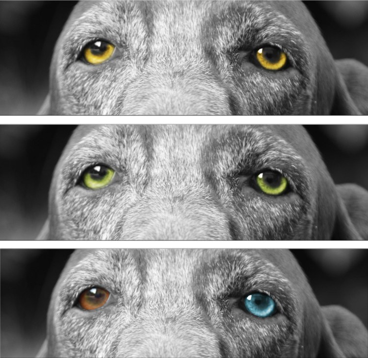 occhi gazzuoli bracco italiano colore occhi standard