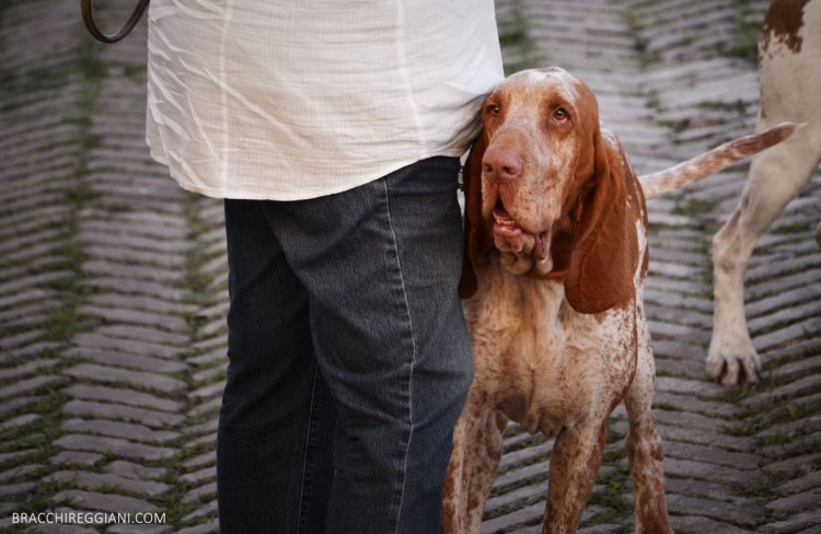 sguardo bracco italiano