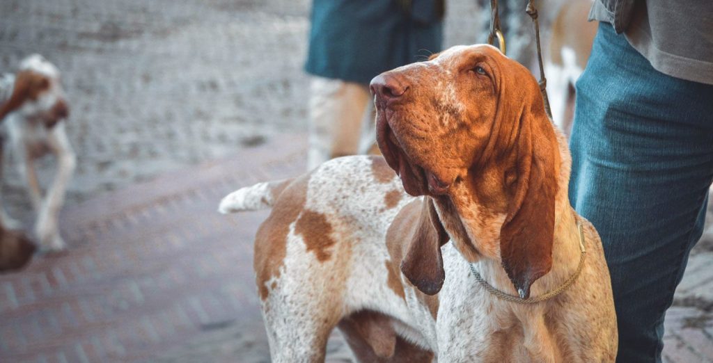 “Kennel Blindness” lo dici a tua&nbsp;sorella