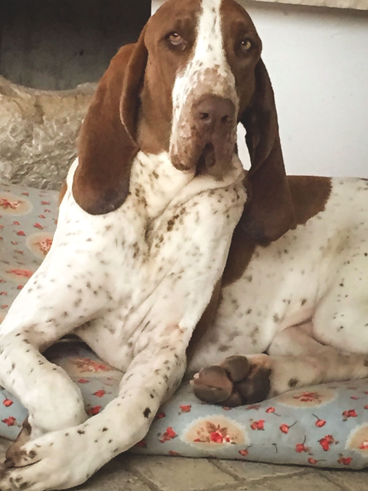 bracca-bianco-marrone