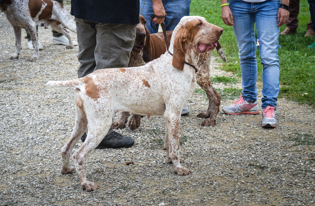 bracca-italiano-melato-arancio
