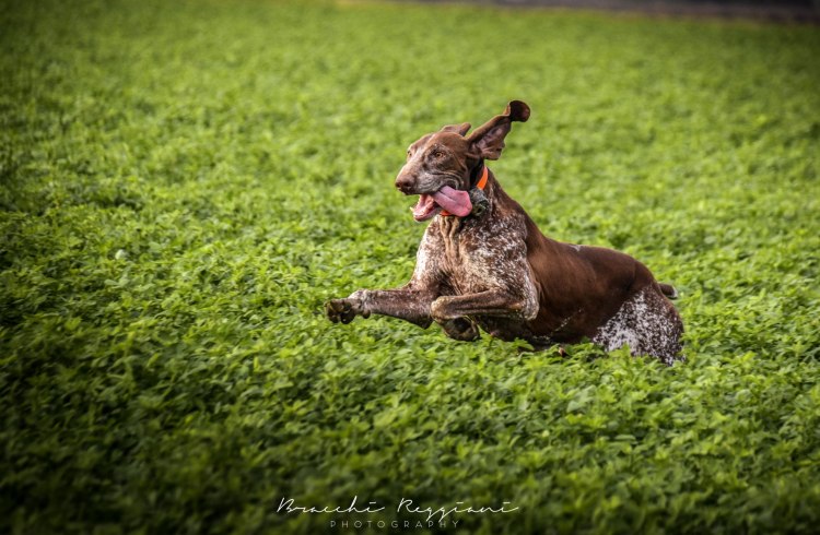 bracco-italiano-al-galoppo-a-caccia-col-beeper-in-prato-verde