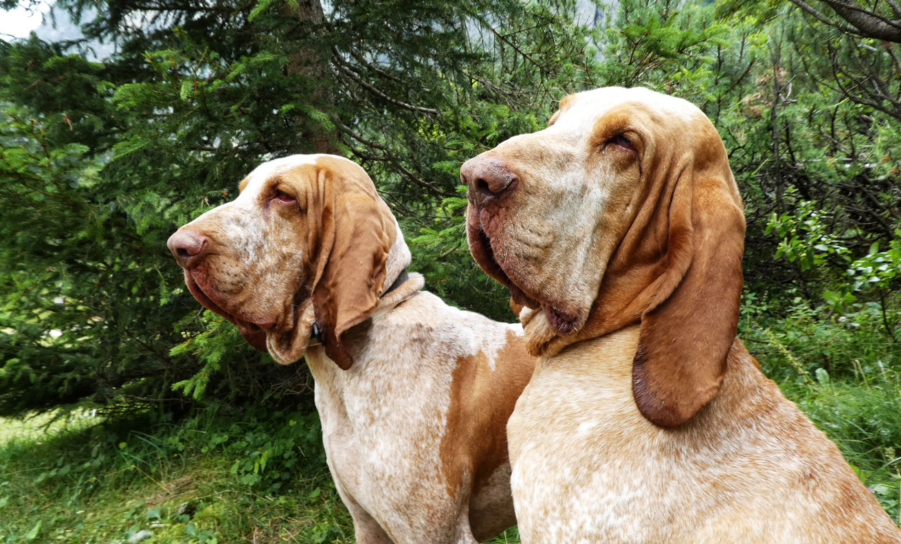 testa bracco italiano melato arancio