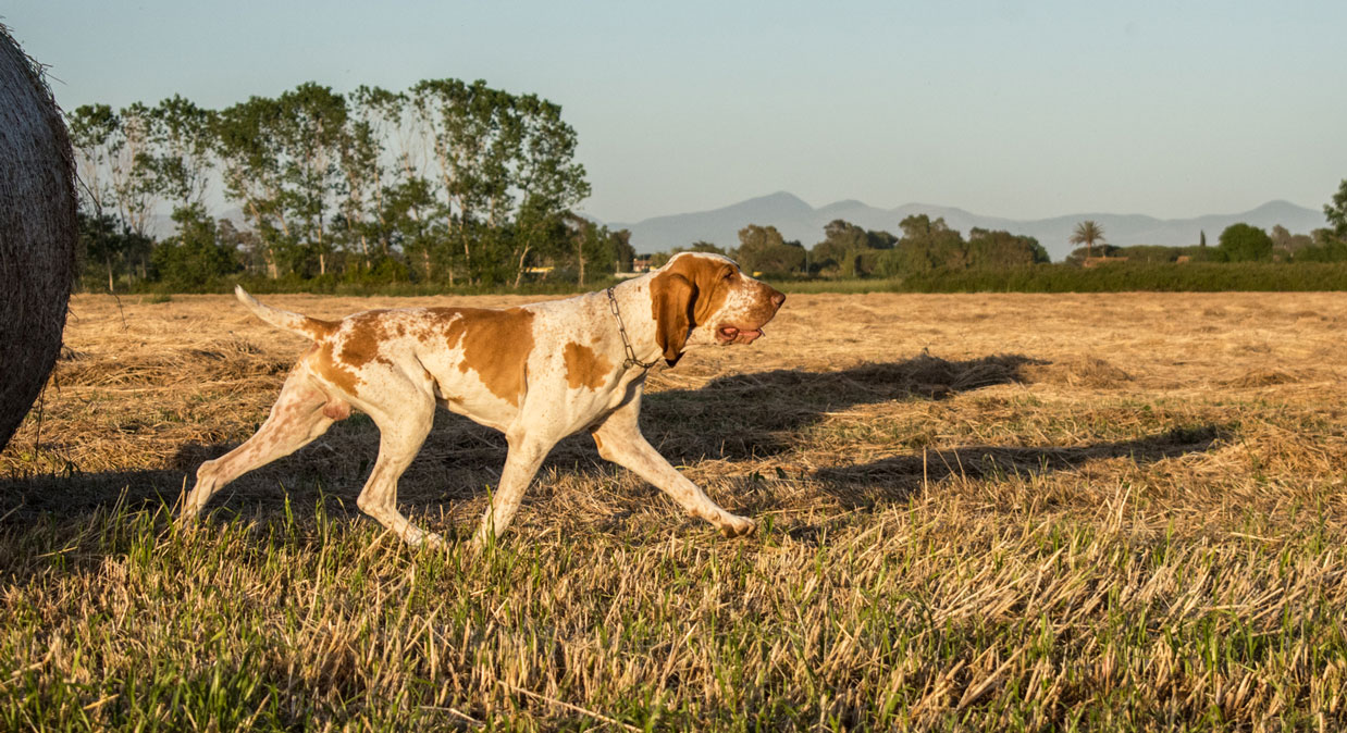 bracco-italiano-bianco-arancio-maschio-al-trotto