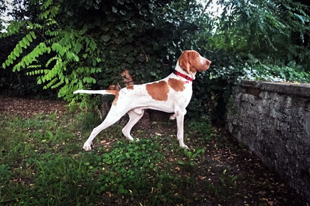 bracco-italiano-bianco-arancio-maschio