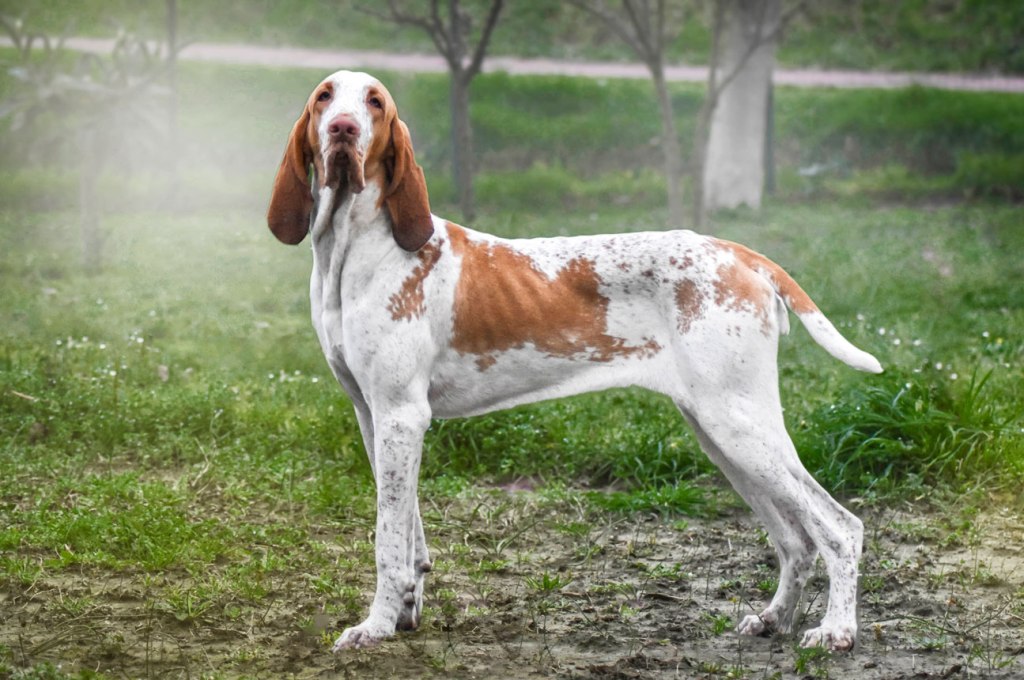 bracco-italiano-bianco-arancio
