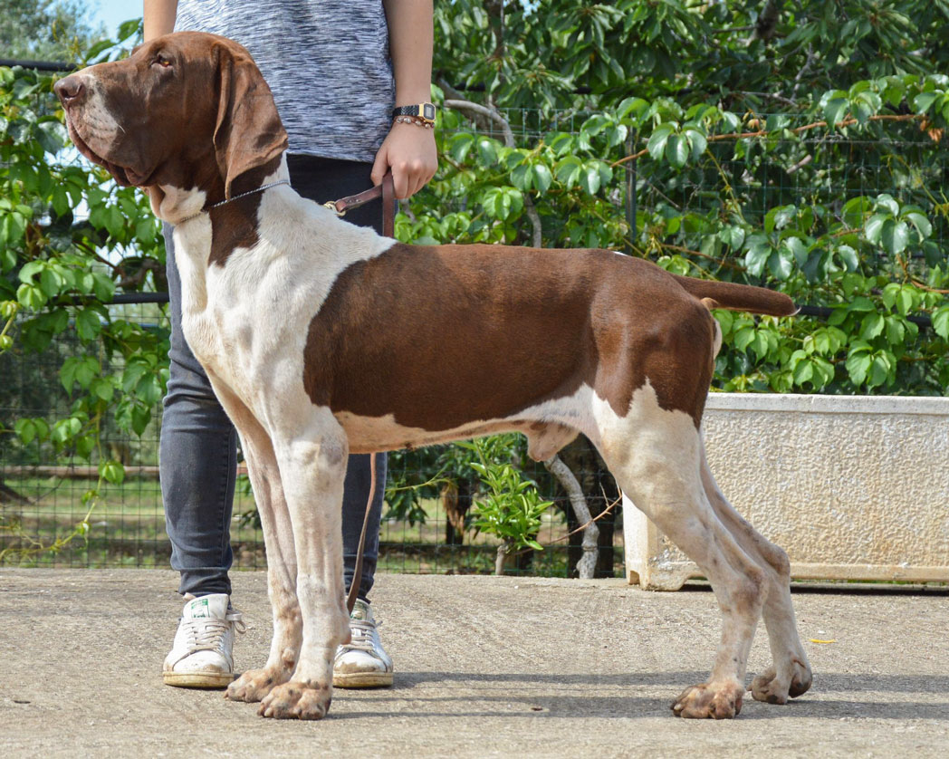 bracco-italiano-bianco-marrone-di-casa-de-mauro