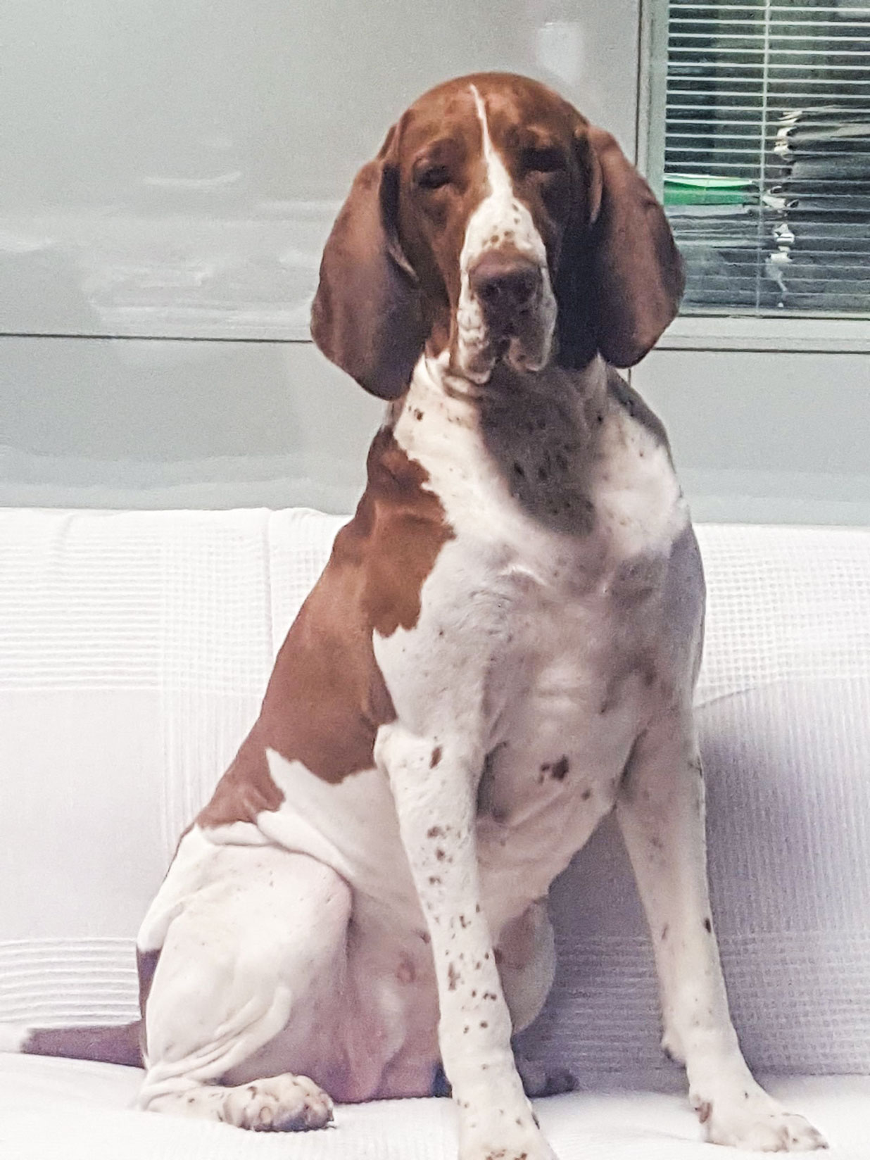 bracco-italiano-bianco-marrone-femmina