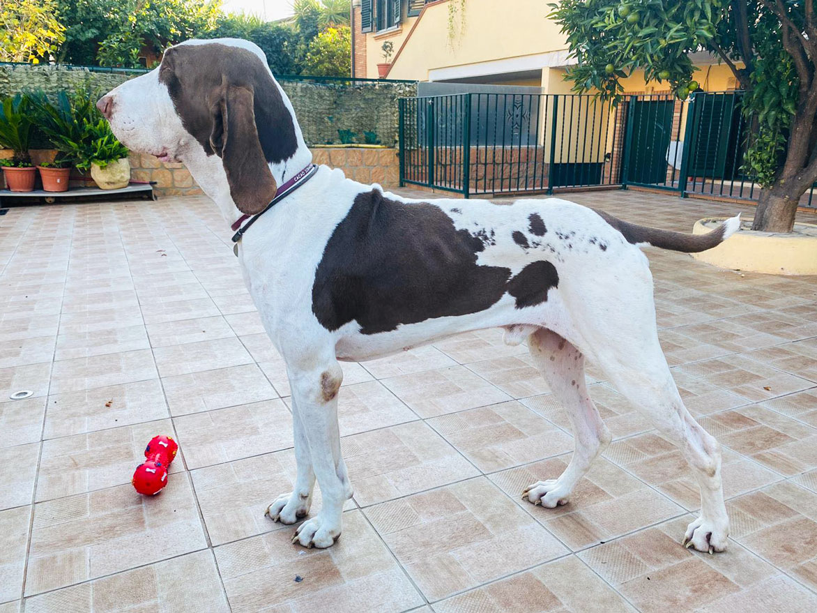 bracco-italiano-bianco-marrone
