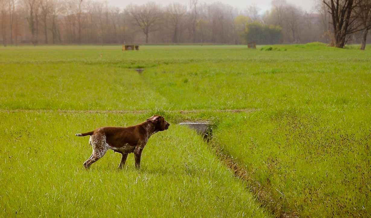 bracco-italiano-caccia-al-beccaccino