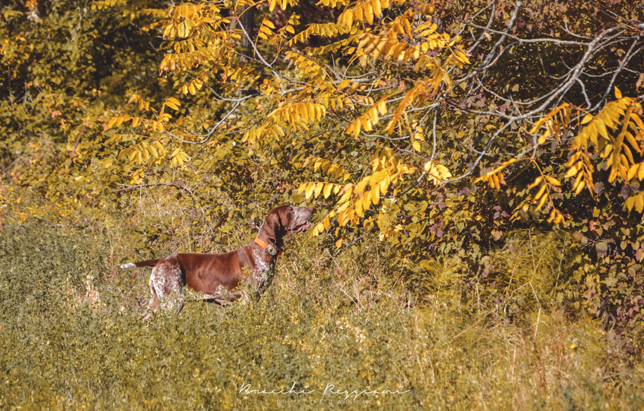bracco-italiano-caccia-col-beeper