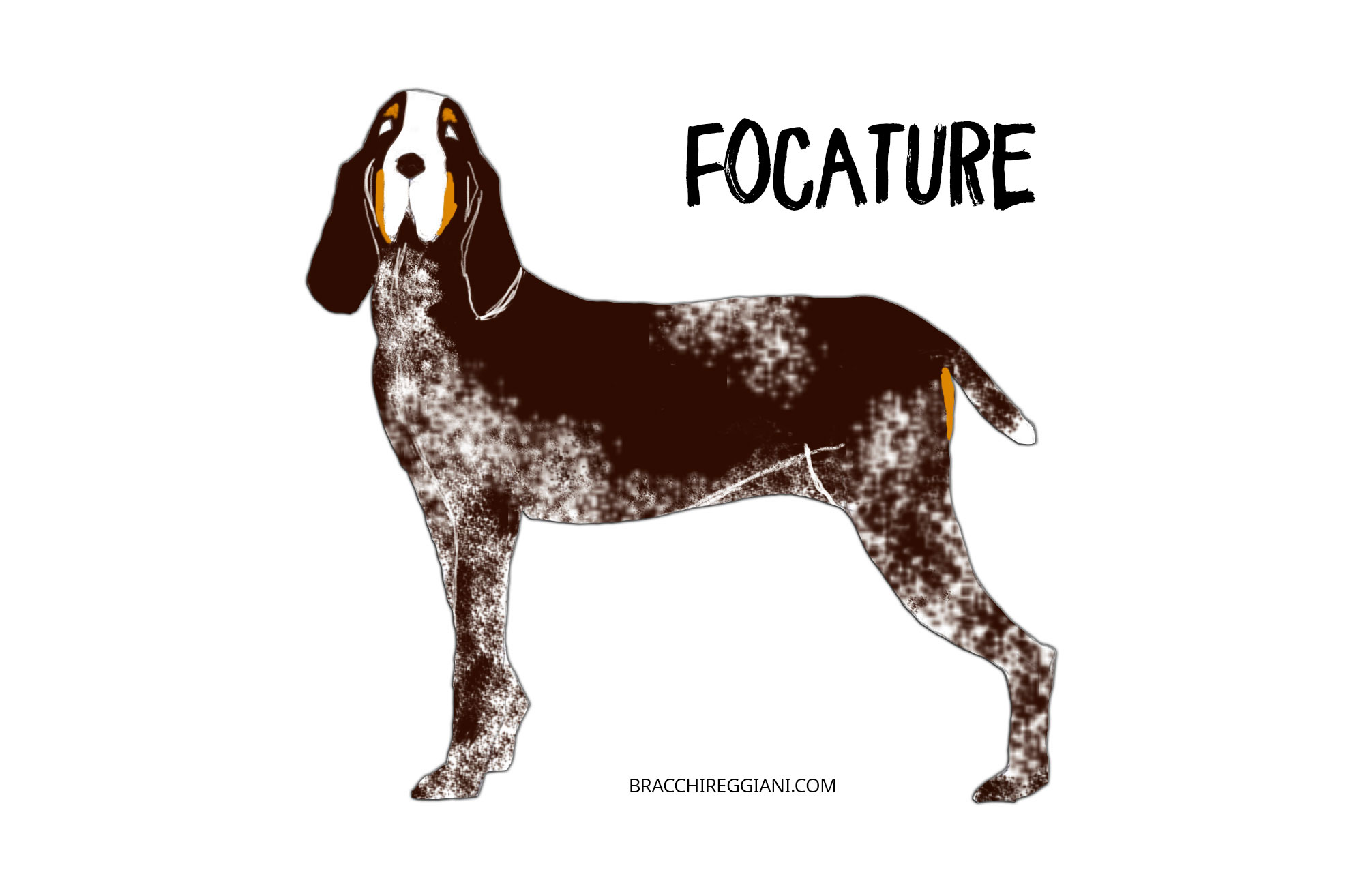 bracco-italiano-con-focature