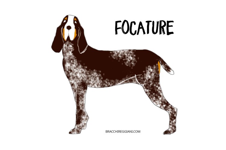 bracco-italiano-con-focature