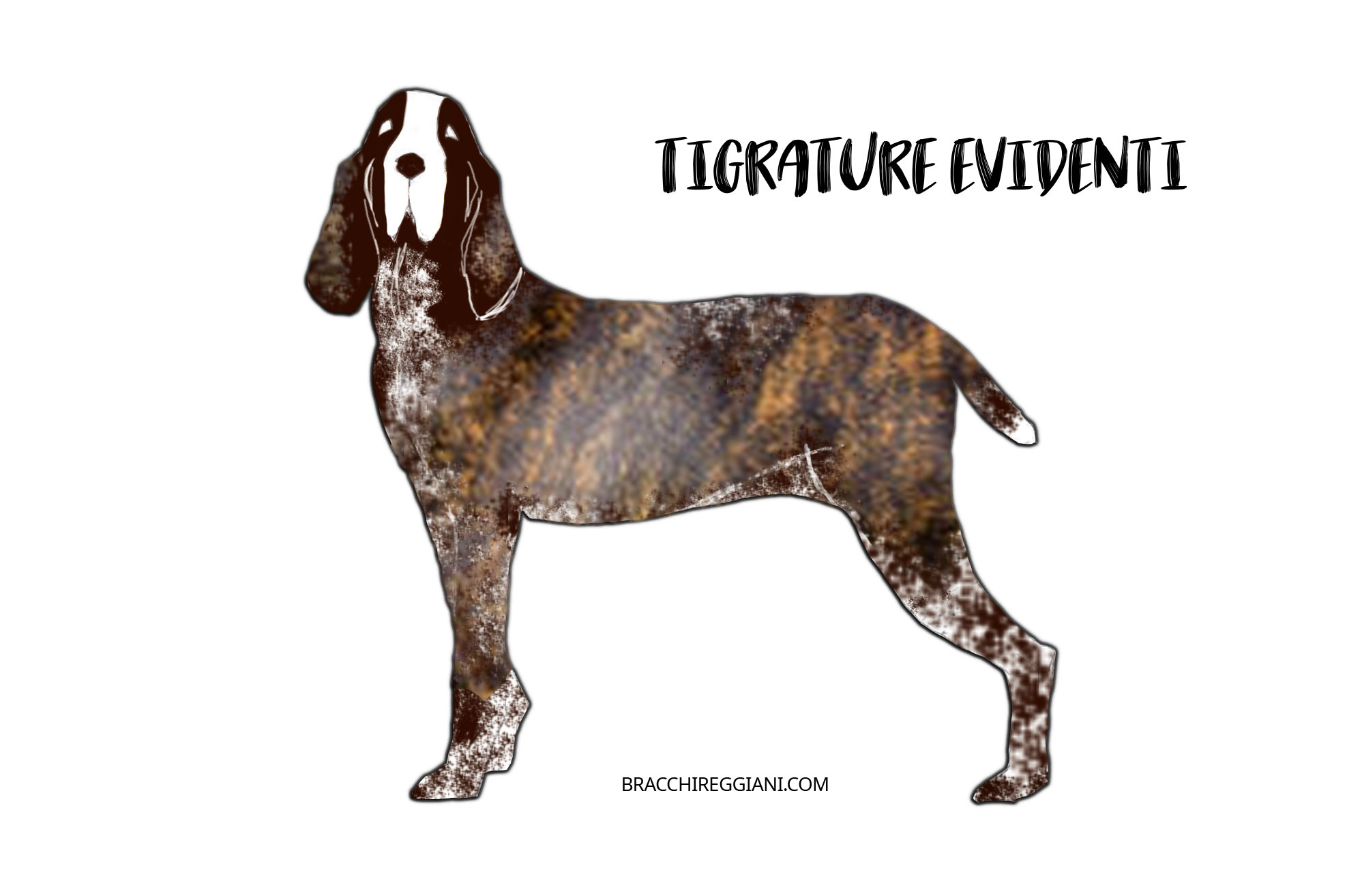 bracco-italiano-con-tigrature-tigrato