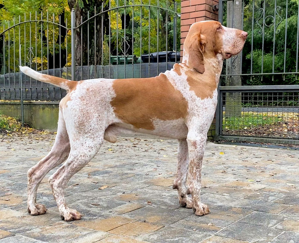 bracco-italiano-melato-polcevera