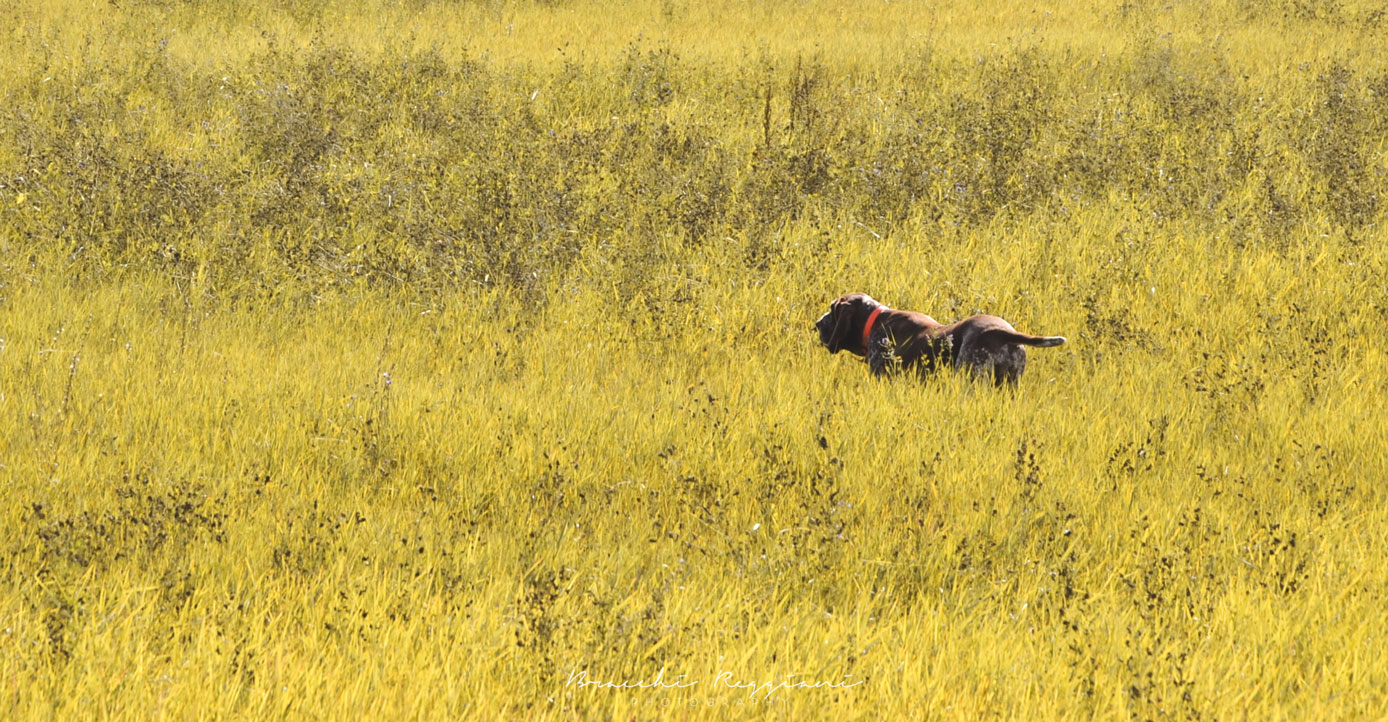 bracco-italiano-roano-in-ferma