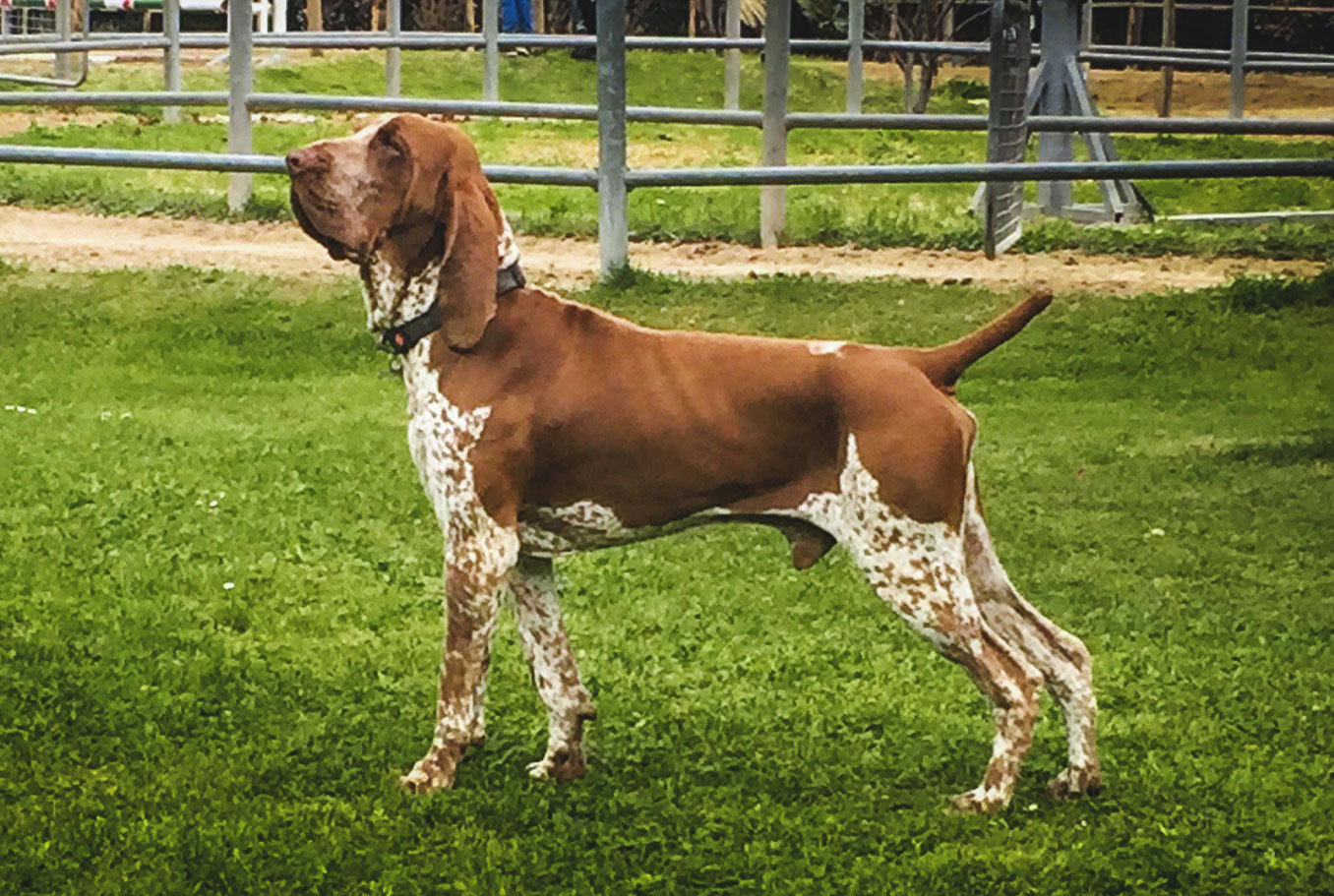 bracco-italiano-roano-marrone