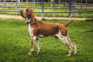 bracco-italiano-roano-marrone