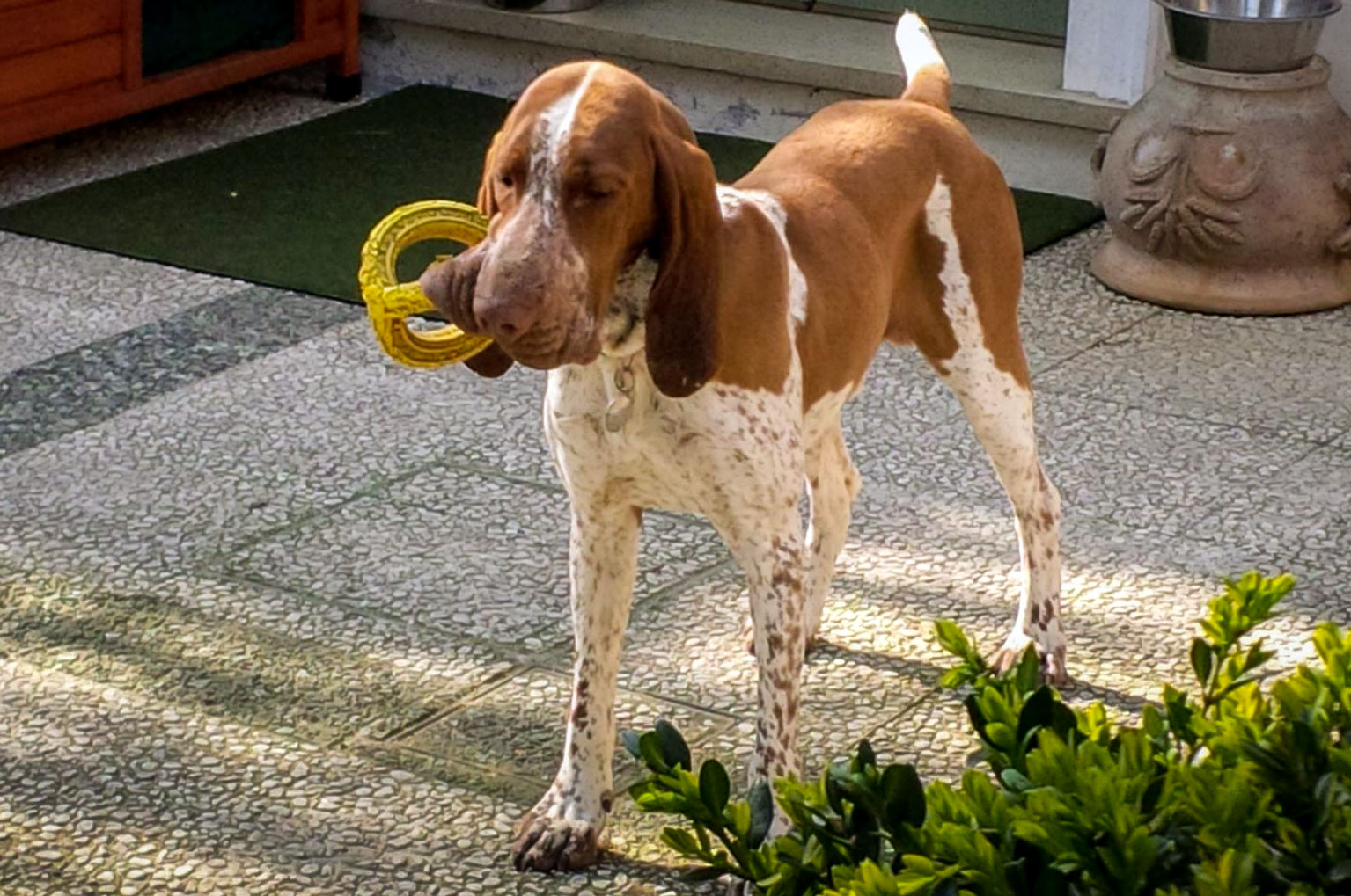bracco-italiano-tonaca-di-frate