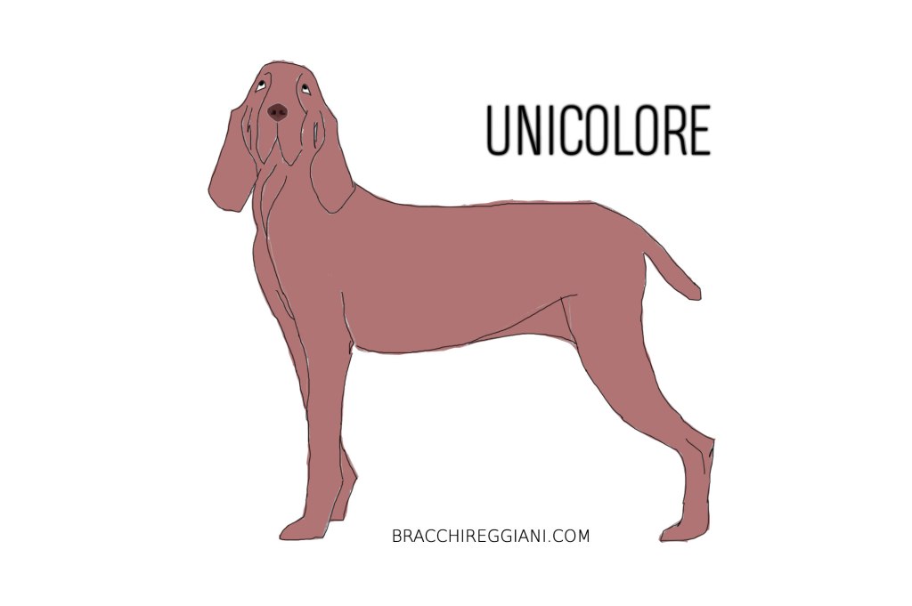 bracco-italiano-unicolore
