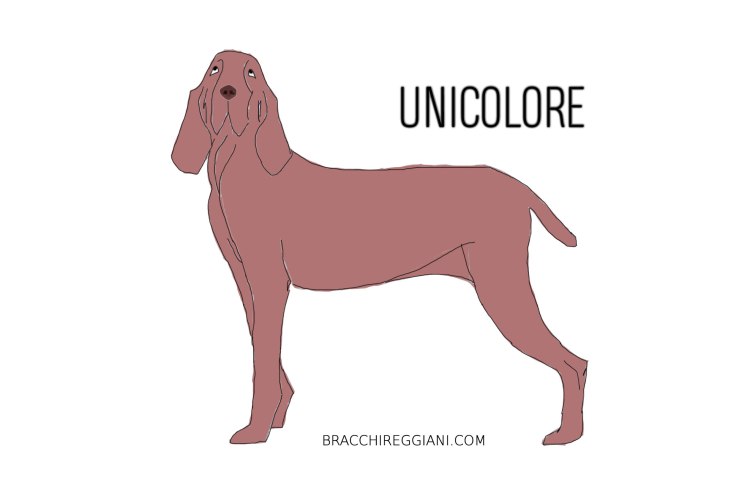 bracco-italiano-unicolore