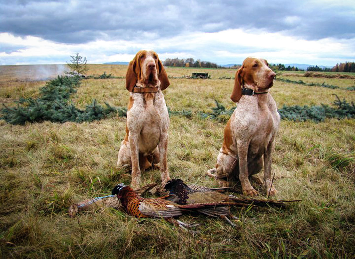 bracco-melato-arancio-a-caccia