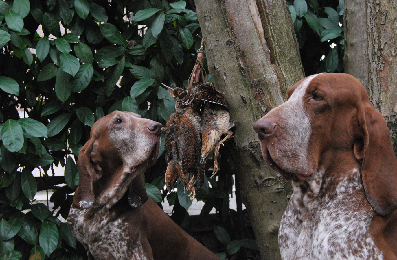 caccia-beccaccia-beccaccino-ferma