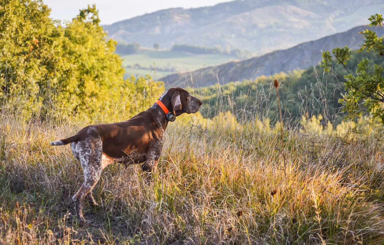 cane da caccia in ferma con beeper canicom midland