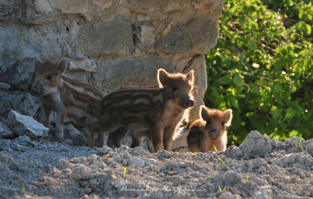 cuccioli di cinghiale