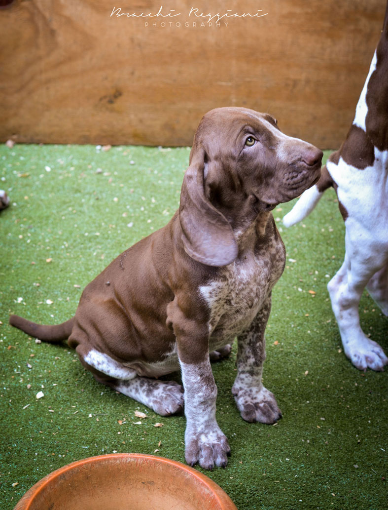cucciolo-bracco-italiano-roano-marrone