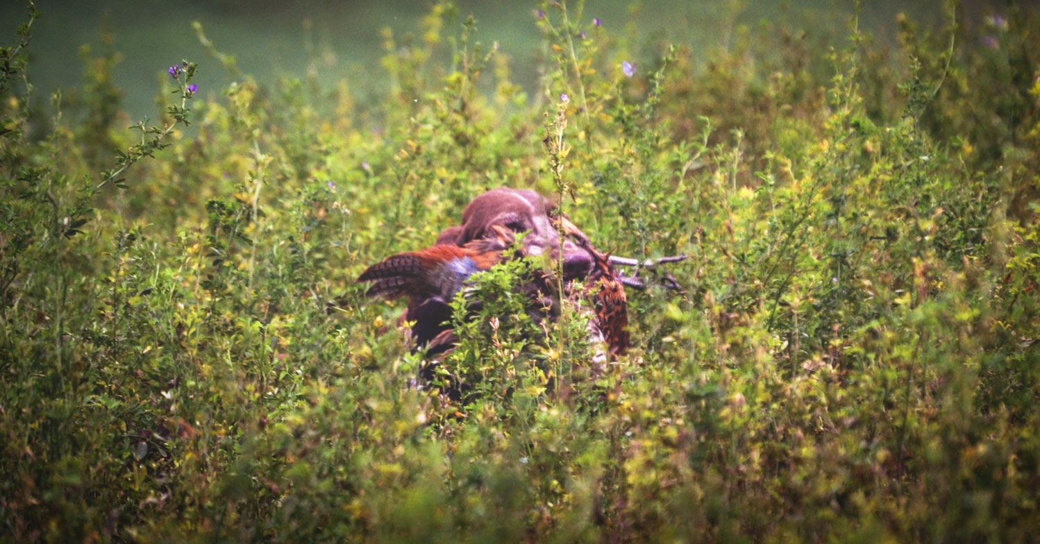 cane da caccia riporta il fagiano