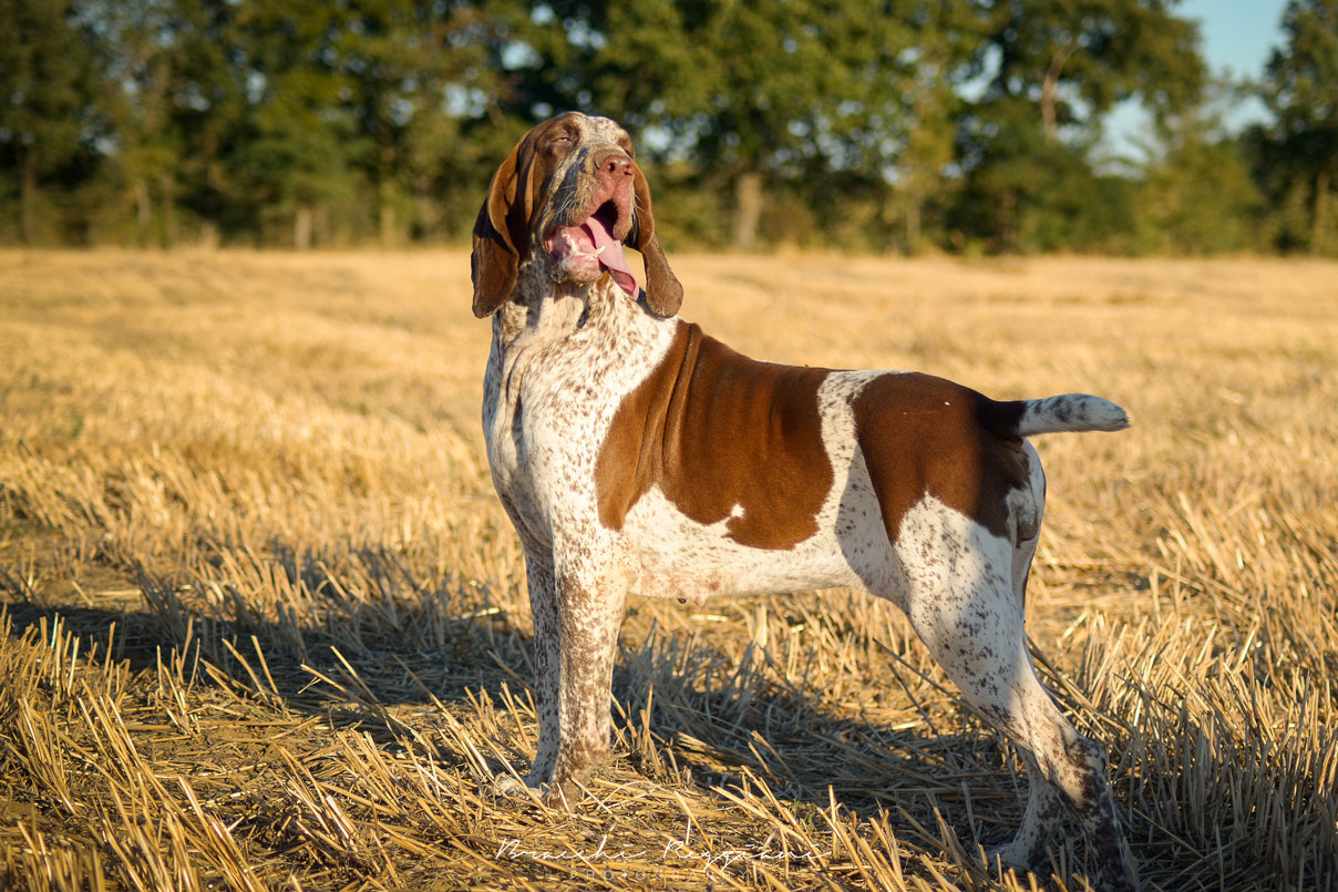 gina-di-montericco-bracco-roano-marrone