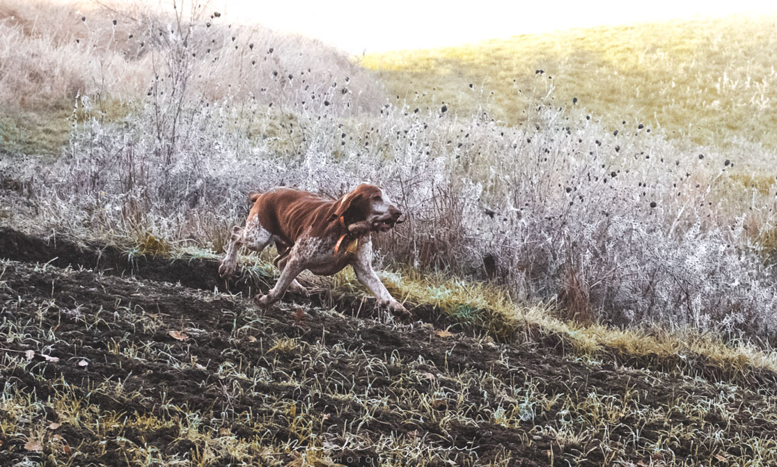 bracco italiano al trotto spinto