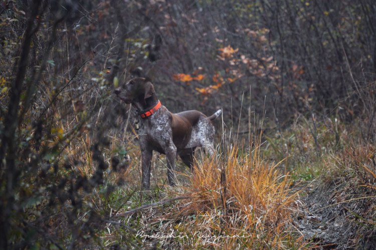 cane a caccia nel bosco