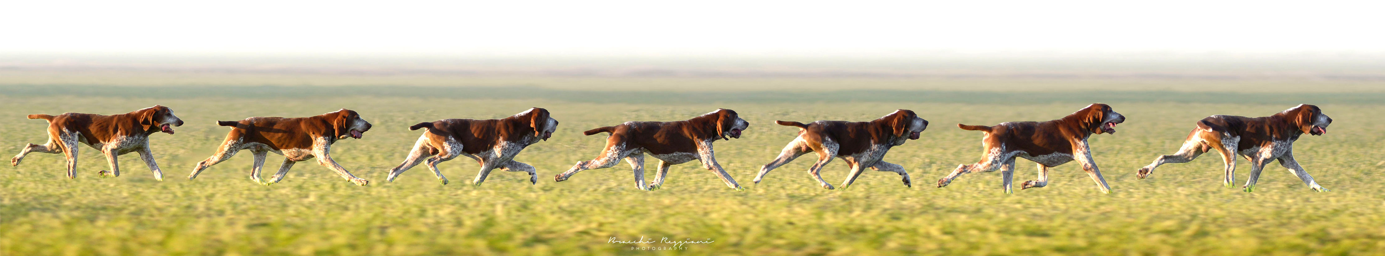 sequenza-di-trotto-del-bracco-italiano