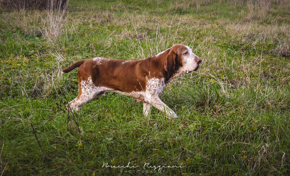 bracco italiano in ferma guidata filata
