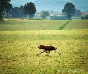 bracco italiano al trotto allungato