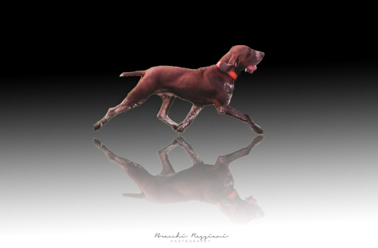 trotto-del-bracco-italiano